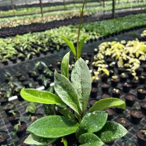 Hoya AH 074 Wax Plant - Rare Live Tropical Houseplant in 4