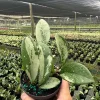 Hoya AH 074 Wax Plant - Rare Live Tropical Houseplant in 4" Pot - Image 1