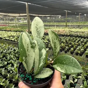 Hoya AH 074 Wax Plant - Rare Live Tropical Houseplant in 4
