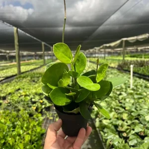 Hoya Australis Live Plant – Vining Tropical Houseplant – Indoor/Outdoor - Image 2