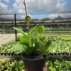 Hoya Australis Live Plant – Vining Tropical Houseplant – Indoor/Outdoor - Image 3