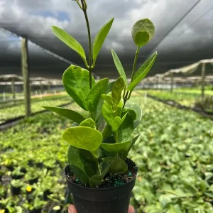 Hoya Australis Live Plant – Vining Tropical Houseplant – Indoor/Outdoor - Image 4