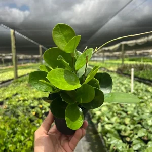 Hoya Australis Live Plant – Vining Tropical Houseplant – Indoor/Outdoor - Image 5