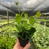 Hoya Australis Live Plant – Vining Tropical Houseplant – Indoor/Outdoor - Image 1