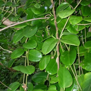 Hoya Australis Wax Flower Vine Solid Green Live Plant Starter - Indoor/Outdoor - Image 2