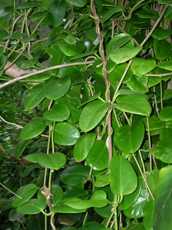 Hoya Australis Wax Flower Vine Solid Green Live Plant Starter - Indoor/Outdoor - Image 2