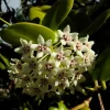 Hoya Australis Wax Flower Vine Solid Green Live Plant Starter - Indoor/Outdoor - Image 1