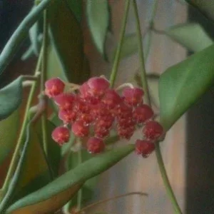 Hoya Bilobata Live Plant – Easy Care Tropical Houseplant – Flowering Indoor Plant - Image 2