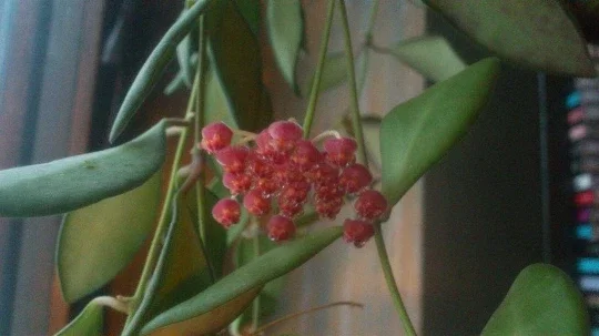 Hoya Bilobata Live Plant – Easy Care Tropical Houseplant – Flowering Indoor Plant - Image 2