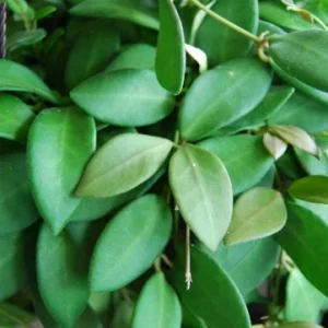 Hoya Bilobata Live Plant – Easy Care Tropical Houseplant – Flowering Indoor Plant - Image 3