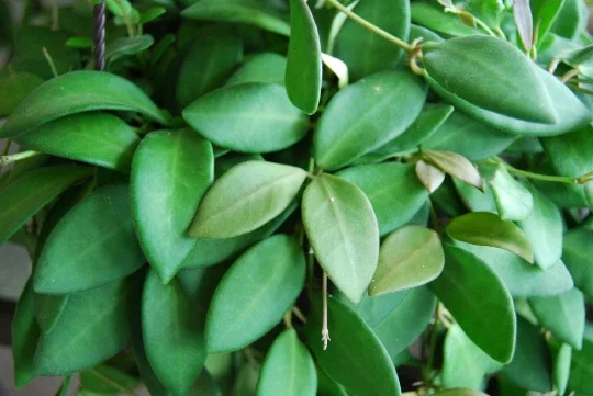 Hoya Bilobata Live Plant – Easy Care Tropical Houseplant – Flowering Indoor Plant - Image 3
