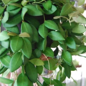 Hoya Bilobata Live Plant – Easy Care Tropical Houseplant – Flowering Indoor Plant - Image 4
