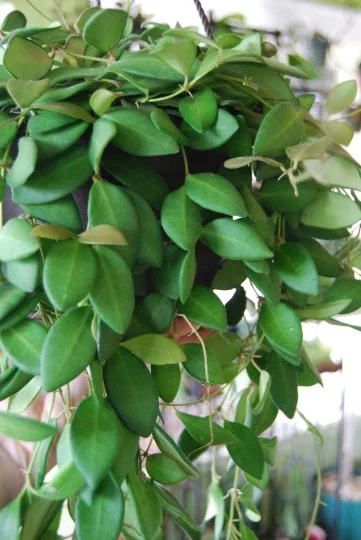 Hoya Bilobata Live Plant – Easy Care Tropical Houseplant – Flowering Indoor Plant - Image 4