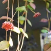 Hoya Bilobata Live Plant – Easy Care Tropical Houseplant – Flowering Indoor Plant - Image 1