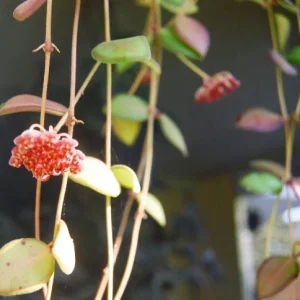 Hoya Bilobata Live Plant – Easy Care Tropical Houseplant – Flowering Indoor Plant - Image 1