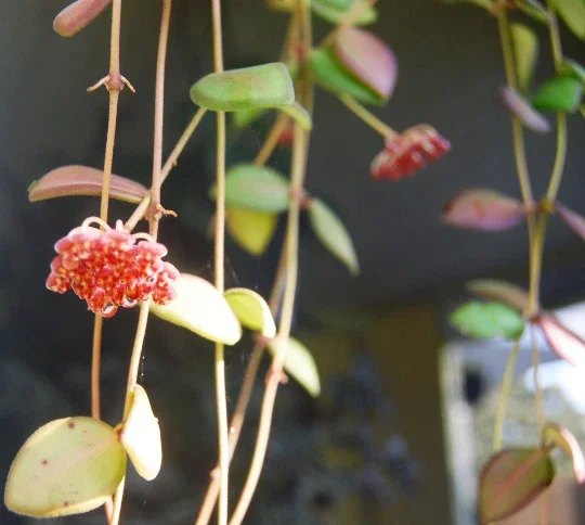 Hoya Bilobata Live Plant – Easy Care Tropical Houseplant – Flowering Indoor Plant - Image 1