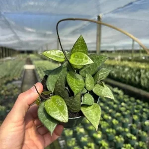 Hoya Black Margin Live Plant – Tropical Houseplant – 4 inch Pot – Indoor & Outdoor - Image 1