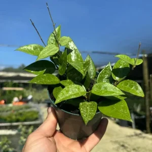 Hoya Black Margin Live Plant – Tropical Houseplant – 4 inch Pot – Indoor & Outdoor - Image 2