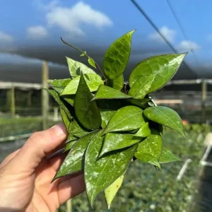 Hoya Black Margin Live Plant – Tropical Houseplant – 4 inch Pot – Indoor & Outdoor - Image 3