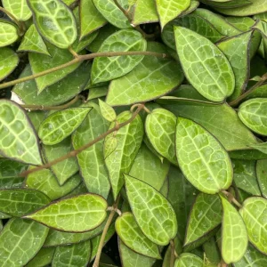 Hoya Black Margin Live Plant – Tropical Houseplant – 4 inch Pot – Indoor & Outdoor - Image 4