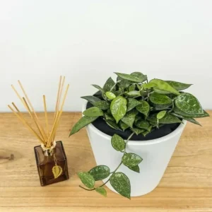 Hoya Black Margin Live Plant – Tropical Houseplant – 4 inch Pot – Indoor & Outdoor - Image 5