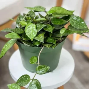 Hoya Black Margin Live Plant – Tropical Houseplant – 4 inch Pot – Indoor & Outdoor - Image 6