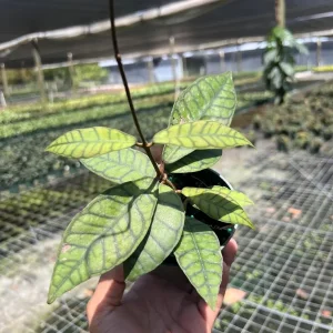 Hoya Callistophylla Live Plant - 4