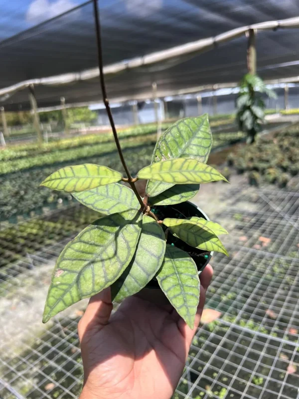 Hoya Callistophylla Live Plant - 4" Pot Indoor & Outdoor Tropical Houseplant - Image 2