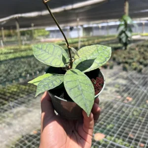 Hoya Callistophylla Live Plant - 4