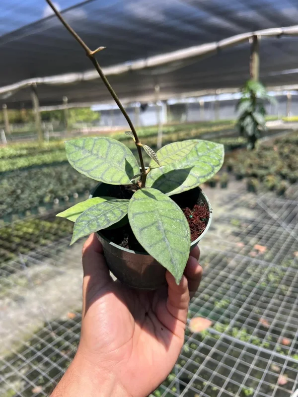 Hoya Callistophylla Live Plant - 4" Pot Indoor & Outdoor Tropical Houseplant - Image 3