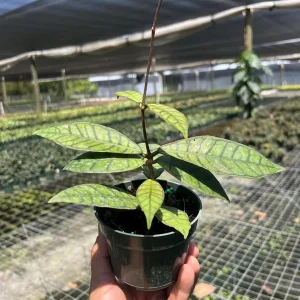 Hoya Callistophylla Live Plant - 4