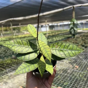 Hoya Callistophylla Live Plant - 4