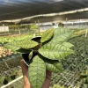 Hoya Callistophylla Live Plant - 4" Pot Indoor & Outdoor Tropical Houseplant - Image 1