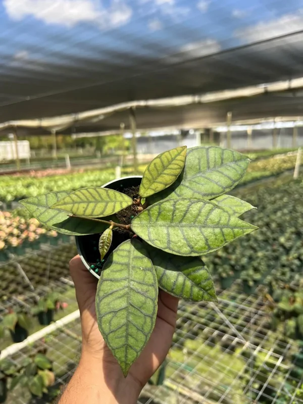 Hoya Callistophylla Live Plant - 4" Pot Indoor & Outdoor Tropical Houseplant - Image 1