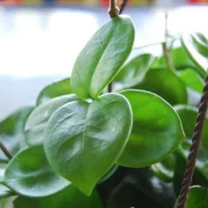Hoya Carnosa Chelsea Live Plant - Exotic Flowering Wax House Plant Indoor - Image 2