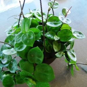 Hoya Carnosa Chelsea Live Plant - Exotic Flowering Wax House Plant Indoor - Image 3