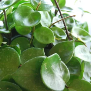 Hoya Carnosa Chelsea Live Plant - Exotic Flowering Wax House Plant Indoor - Image 4