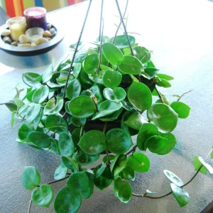 Hoya Carnosa Chelsea Live Plant - Exotic Flowering Wax House Plant Indoor - Image 1