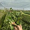Hoya Carnosa Krimson Queen Live Plant – Variegated Wax Vine in 4" Pot – Indoor & Outdoor - Image 1