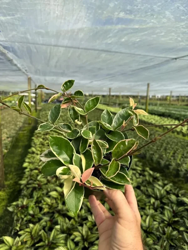 Hoya Carnosa Krimson Queen Live Plant – Variegated Wax Vine in 4" Pot – Indoor & Outdoor - Image 1