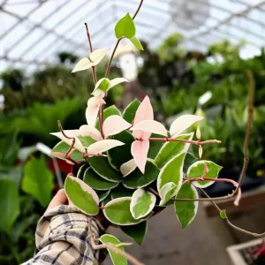 Hoya Carnosa Krimson Queen Live Plant – Variegated Wax Vine in 4" Pot – Indoor & Outdoor - Image 2