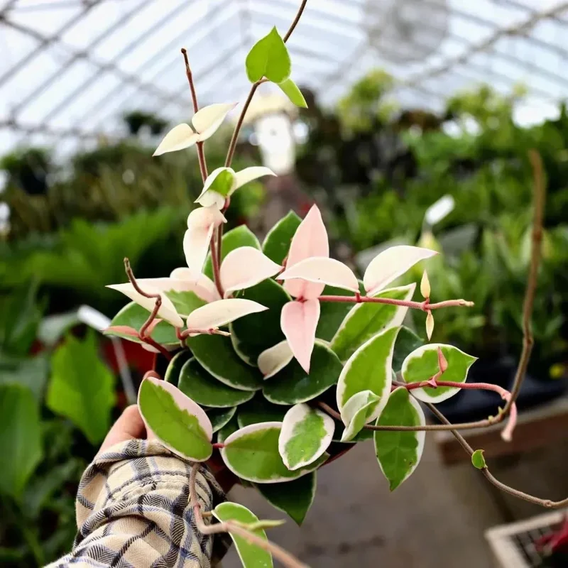 Hoya Carnosa Krimson Queen Live Plant – Variegated Wax Vine in 4" Pot – Indoor & Outdoor - Image 2