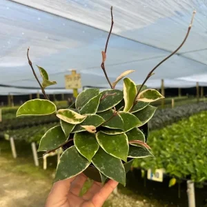 Hoya Carnosa Krimson Queen Live Plant – Variegated Wax Vine in 4