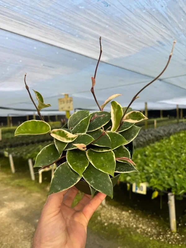 Hoya Carnosa Krimson Queen Live Plant – Variegated Wax Vine in 4" Pot – Indoor & Outdoor - Image 3