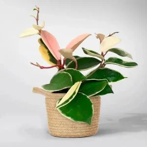 Hoya Carnosa Krimson Queen Live Plant – Variegated Wax Vine in 4