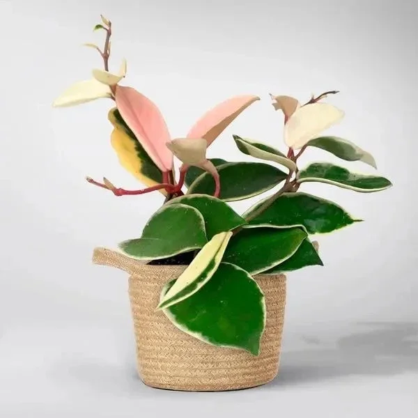Hoya Carnosa Krimson Queen Live Plant – Variegated Wax Vine in 4" Pot – Indoor & Outdoor - Image 4