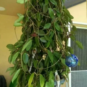 Hoya Carnosa Live Plant - Porcelain Flower Wax Vine - Climbing Houseplant - Image 2