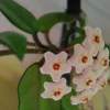 Hoya Carnosa Live Plant - Porcelain Flower Wax Vine - Climbing Houseplant - Image 1