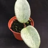 Hoya Carnosa 'Nova Ghost' Live Plant - Rare Rooted Hoya in 2.5" Pot - Image 1