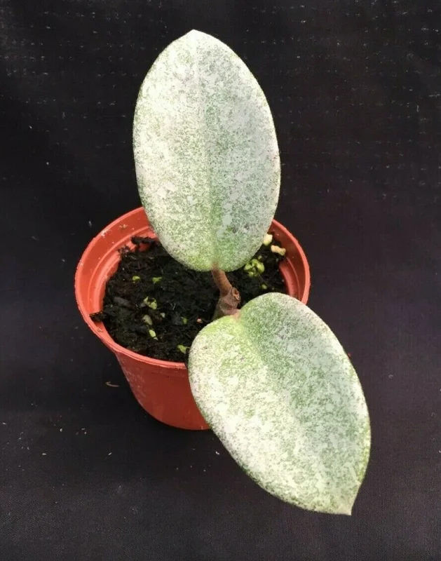 Hoya Carnosa 'Nova Ghost' Live Plant - Rare Rooted Hoya in 2.5" Pot - Image 1